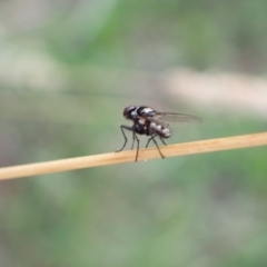 Tachinidae (family) at Murrumbateman, NSW - 28 Dec 2022 07:19 PM