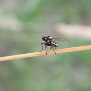 Tachinidae (family) at Murrumbateman, NSW - 28 Dec 2022 07:19 PM