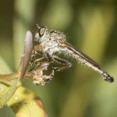 Cerdistus sp. (genus) (Yellow Slender Robber Fly) at Higgins, ACT - 22 Dec 2022 by AlisonMilton
