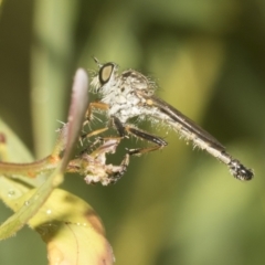 Cerdistus sp. (genus) at Higgins, ACT - 22 Dec 2022