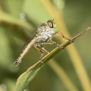 Cerdistus sp. (genus) at Higgins, ACT - 22 Dec 2022