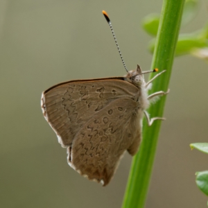 Paralucia pyrodiscus at Kowen, ACT - suppressed