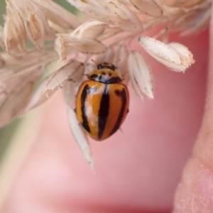 Micraspis frenata at Murrumbateman, NSW - 28 Dec 2022 07:15 PM