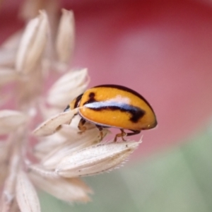 Micraspis frenata at Murrumbateman, NSW - 28 Dec 2022 07:15 PM