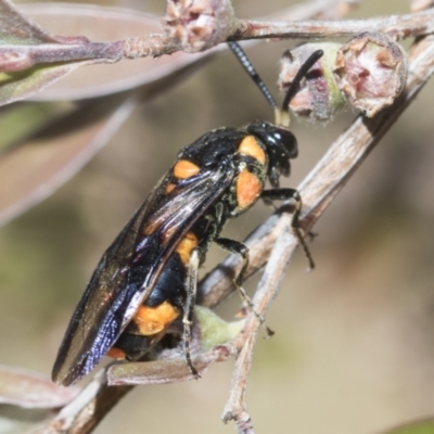 Pterygophorus cinctus (Bottlebrush sawfly) at Hawker, ACT - 26 Dec 2022 by AlisonMilton