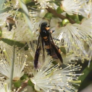 Pterygophorus cinctus at Hawker, ACT - 27 Dec 2022