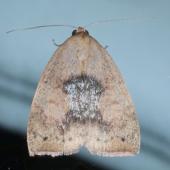 Detounda leptoplasta (Broad-winged Moth (Chloephorinae) at Ainslie, ACT - 25 Dec 2022 by jb2602