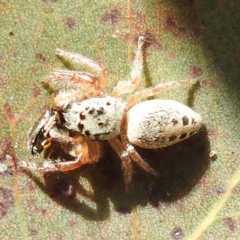 Opisthoncus sexmaculatus (Six-marked jumping spider) at Lions Youth Haven - Westwood Farm - 28 Dec 2022 by HelenCross