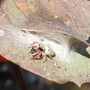 Opisthoncus sexmaculatus at Kambah, ACT - 28 Dec 2022 05:05 PM