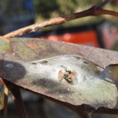 Opisthoncus sexmaculatus at Kambah, ACT - 28 Dec 2022