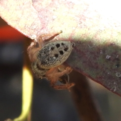 Opisthoncus sexmaculatus at Kambah, ACT - 28 Dec 2022 05:05 PM