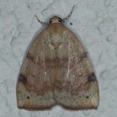 Detounda leptoplasta (Broad-winged Moth (Chloephorinae) at Ainslie, ACT - 25 Dec 2022 by jb2602