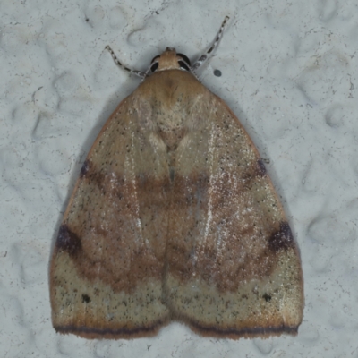 Detounda leptoplasta (Broad-winged Moth (Chloephorinae) at Ainslie, ACT - 25 Dec 2022 by jb2602
