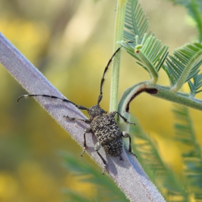 Ancita australis (Longicorn or longhorn beetle) at Lions Youth Haven - Westwood Farm A.C.T. - 28 Dec 2022 by HelenCross
