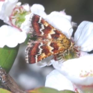 Oenogenes fugalis at Brindabella, NSW - 28 Dec 2022