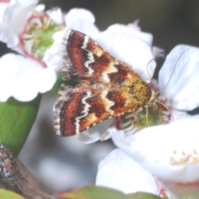 Oenogenes fugalis (A Pyralid moth) at Brindabella, NSW - 28 Dec 2022 by Harrisi