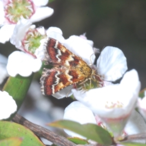 Oenogenes fugalis at Brindabella, NSW - 28 Dec 2022