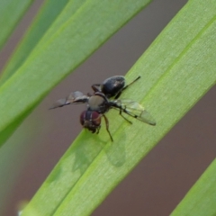 Pogonortalis doclea (Boatman fly) at Wingecarribee Local Government Area - 24 Dec 2022 by Curiosity