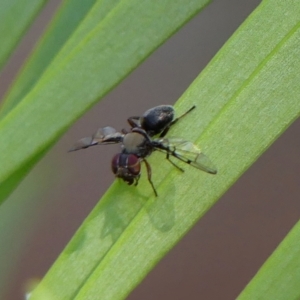 Pogonortalis doclea at Braemar, NSW - 25 Dec 2022