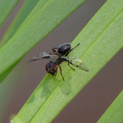 Pogonortalis doclea (Boatman fly) at Braemar - 24 Dec 2022 by Curiosity