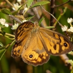 Heteronympha merope (Common Brown Butterfly) at Braemar - 25 Dec 2022 by Curiosity