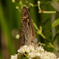 Heteronympha merope at Braemar, NSW - 26 Dec 2022