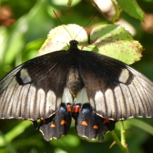 Papilio aegeus at Braemar, NSW - 25 Dec 2022