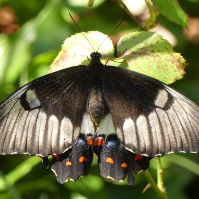 Papilio aegeus (Orchard Swallowtail, Large Citrus Butterfly) at Braemar - 24 Dec 2022 by Curiosity