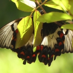 Papilio aegeus at Braemar, NSW - 25 Dec 2022 09:58 AM