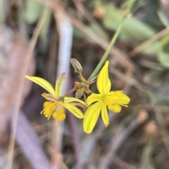 Tricoryne elatior (Yellow Rush Lily) at Broadway, NSW - 27 Dec 2022 by JaneR