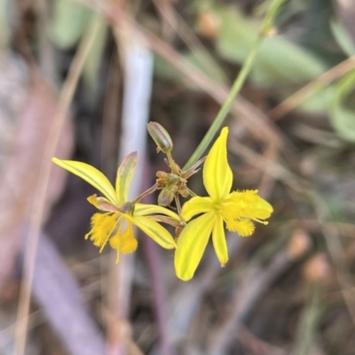 Tricoryne elatior (Yellow Rush Lily) at Broadway, NSW - 27 Dec 2022 by JaneR