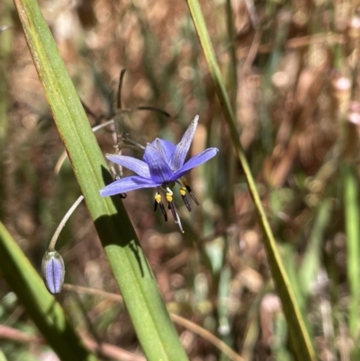 Dianella revoluta (Black-Anther Flax Lily) at Broadway, NSW - 27 Dec 2022 by JaneR