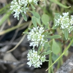 Poranthera microphylla (Small Poranthera) at Broadway TSR N.S.W. - 27 Dec 2022 by JaneR