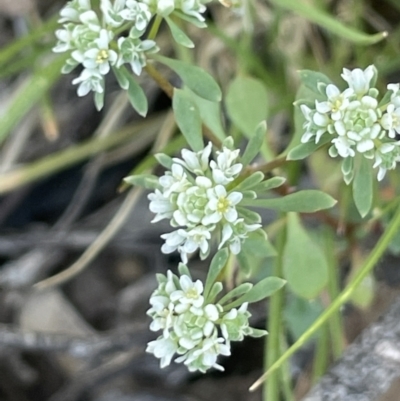 Poranthera microphylla (Small Poranthera) at Broadway TSR N.S.W. - 27 Dec 2022 by JaneR