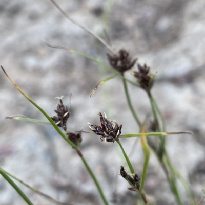 Schoenus apogon (Common Bog Sedge) at Broadway, NSW - 27 Dec 2022 by JaneR