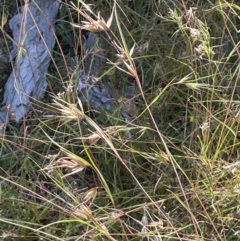 Themeda triandra (Kangaroo Grass) at Broadway, NSW - 27 Dec 2022 by JaneR