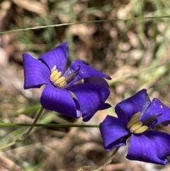 Cheiranthera linearis (Finger Flower) at Broadway TSR N.S.W. - 27 Dec 2022 by JaneR