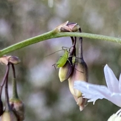 Aphididae (family) (Unidentified aphid) at Wandiyali-Environa Conservation Area - 28 Dec 2022 by Wandiyali