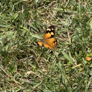 Heteronympha merope at Holt, ACT - suppressed