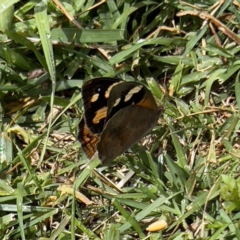 Heteronympha merope at Holt, ACT - suppressed