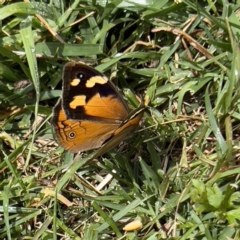 Heteronympha merope at Holt, ACT - suppressed