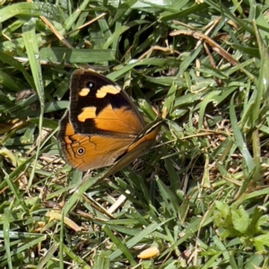 Heteronympha merope at Holt, ACT - suppressed