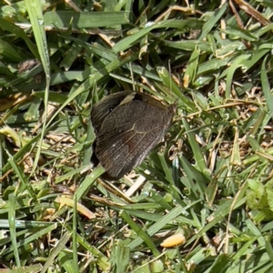 Heteronympha merope at Holt, ACT - suppressed