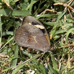 Heteronympha merope at Holt, ACT - suppressed