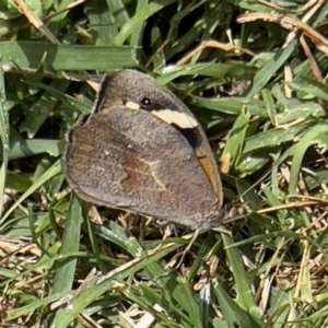 Heteronympha merope at Holt, ACT - suppressed