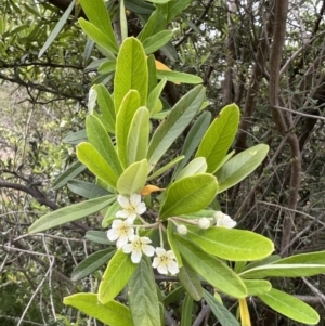 Pyracantha angustifolia at Stromlo, ACT - 21 Dec 2022
