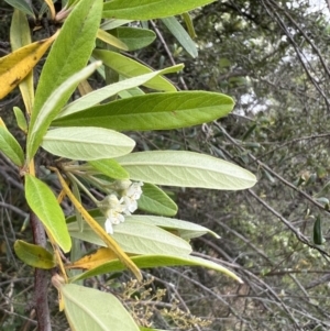 Pyracantha angustifolia at Stromlo, ACT - 21 Dec 2022