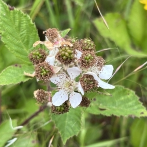 Rubus anglocandicans at Stromlo, ACT - 21 Dec 2022