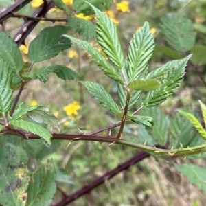 Rubus anglocandicans at Stromlo, ACT - 21 Dec 2022