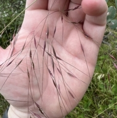 Austrostipa bigeniculata (Kneed Speargrass) at Stromlo, ACT - 21 Dec 2022 by JimL